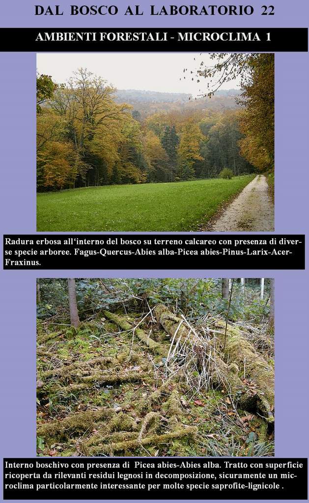 Dal Bosco al Laboratorio